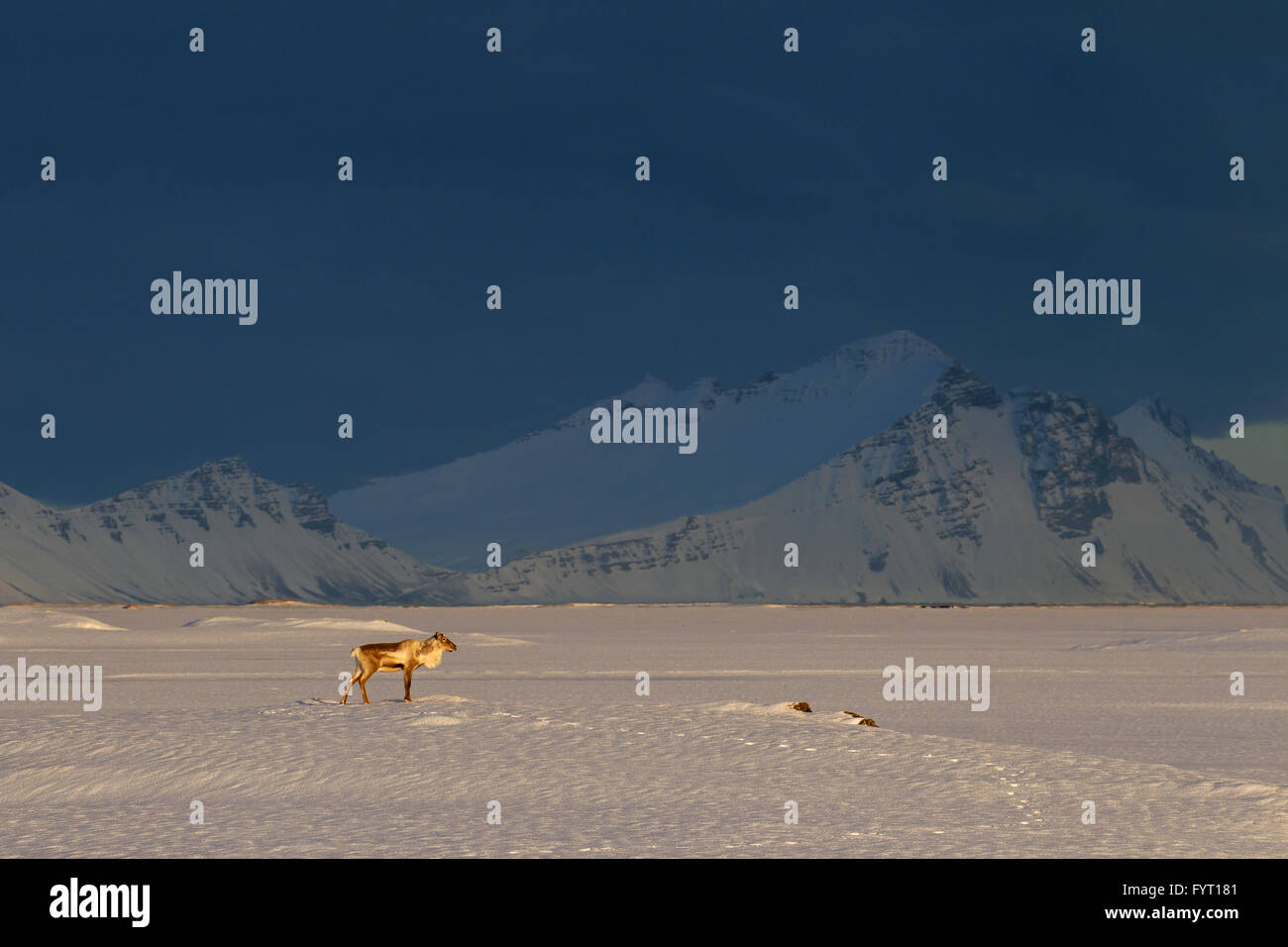 Rentier (Rangifer Tarandus) ohne Geweih auf Nahrungssuche im Schnee bedeckt Winterlandschaft, Island Stockfoto