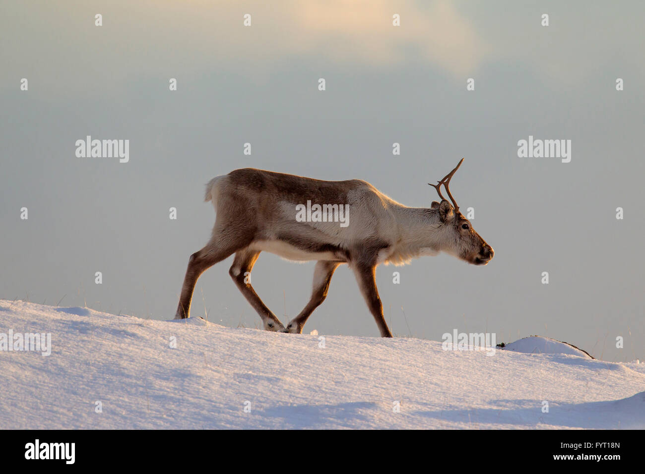 Rentier (Rangifer Tarandus) auf Nahrungssuche im Schnee bedeckt Winterlandschaft, Island Stockfoto