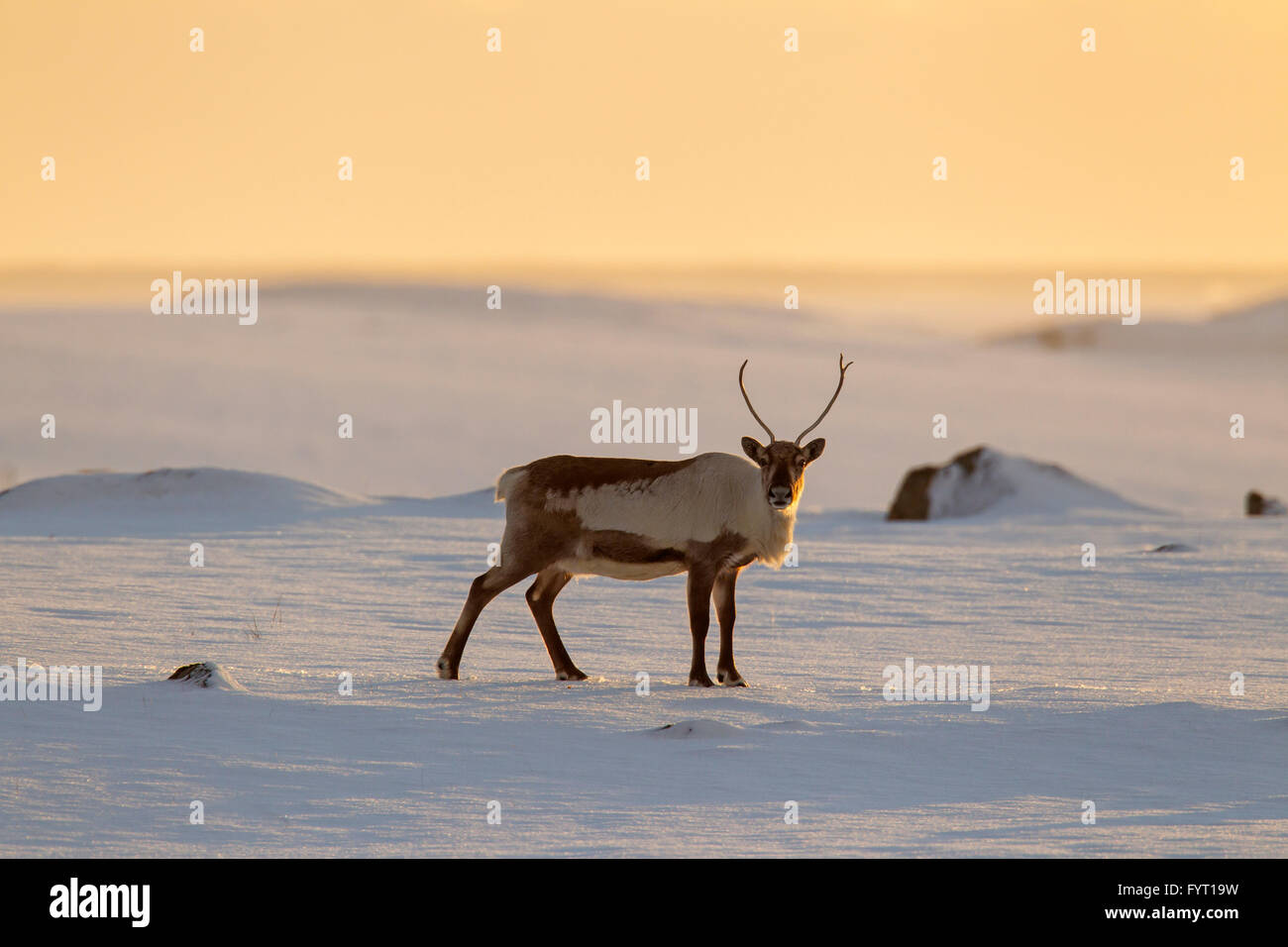 Rentier (Rangifer Tarandus) auf Nahrungssuche im Schnee bedeckt Winterlandschaft bei Sonnenuntergang, Island Stockfoto