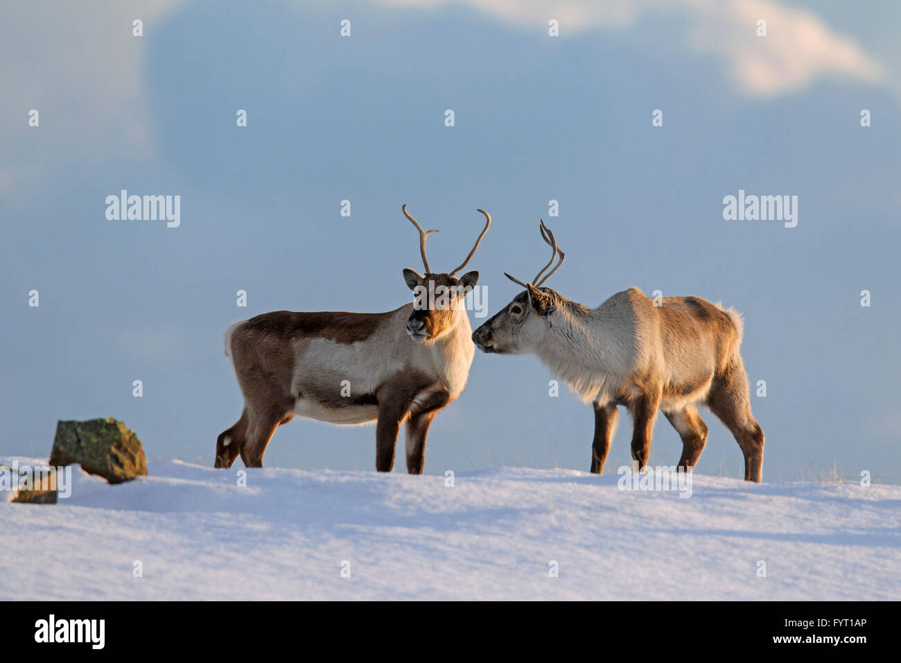 Zwei Rentiere (Rangifer Tarandus) auf Nahrungssuche im Schnee bedeckt Winterlandschaft, Island Stockfoto
