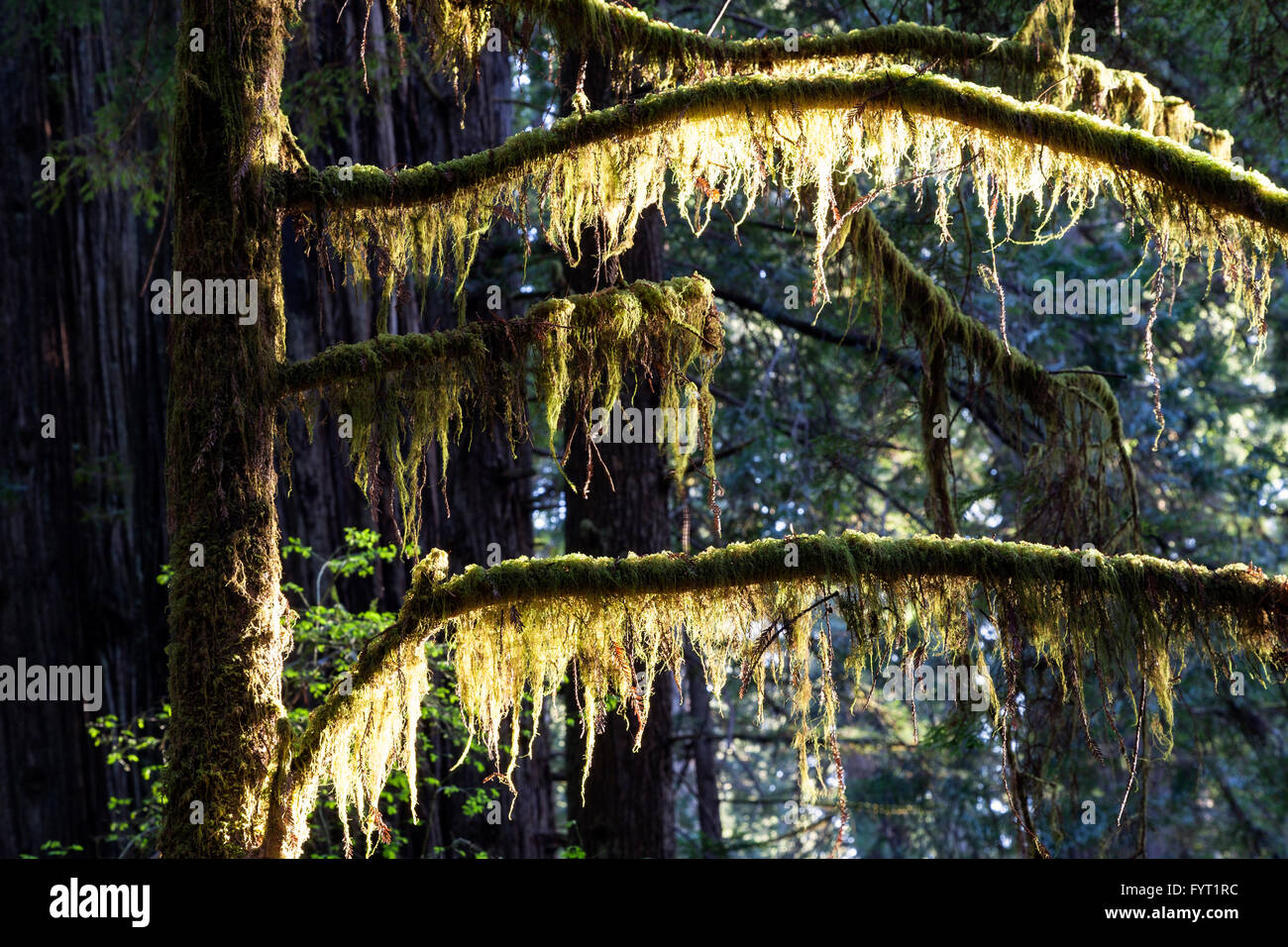Moos bedeckt Äste an Prairie Creek Redwoods State Park in Nordkalifornien in der Nähe der Stadt Orick. Stockfoto