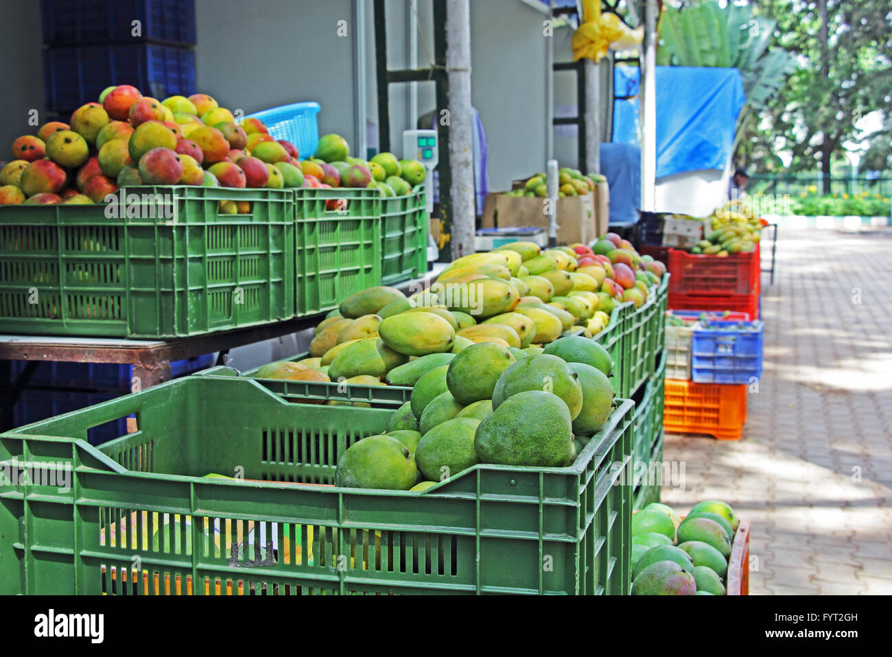 Verkauf von Reifen indische Mangos. Indien produziert eine Vielzahl von Mangos, mit einer breiten Palette von Geschmack, Farbe, Form und Textur Stockfoto