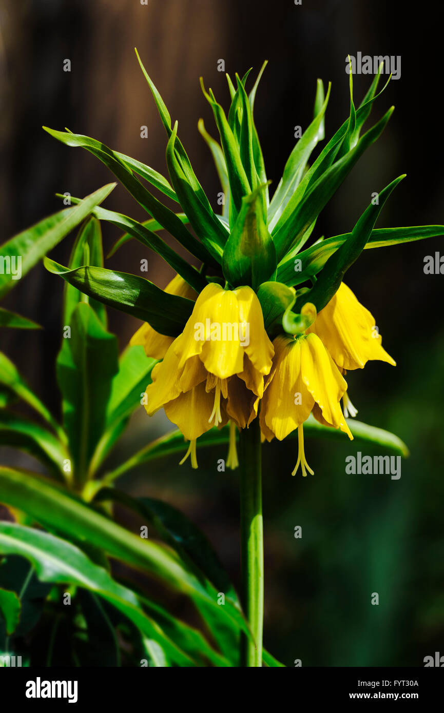 Fritillaria imperialis Lutea 'Maxima' Crown Imperial. Stockfoto