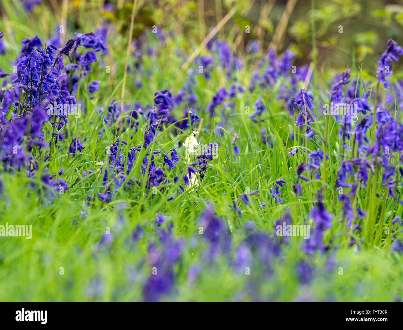 Seltene wilde 'Weiß' Blue Bell dargestellt anhand seiner natürlich blau gefärbt. Stockfoto