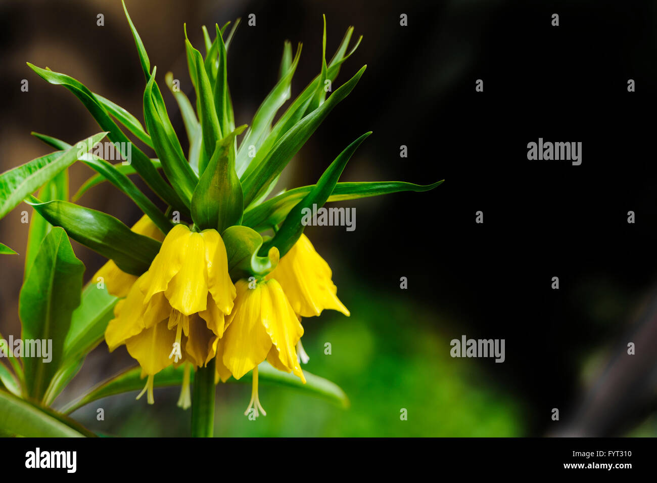 Fritillaria imperialis Lutea 'Maxima' Crown Imperial. Stockfoto