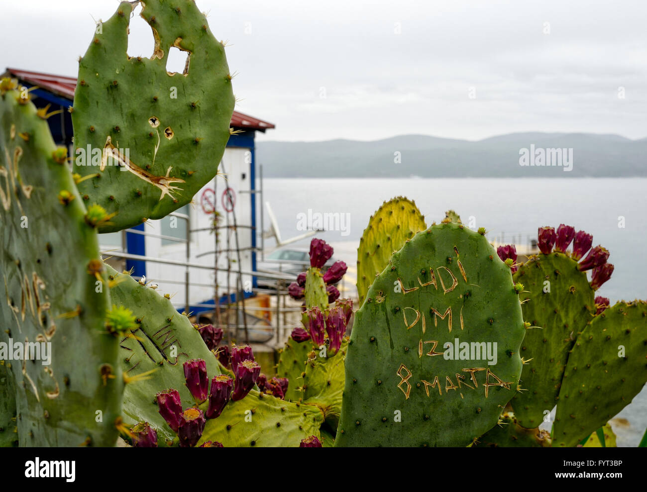 Croatia cactus -Fotos und -Bildmaterial in hoher Auflsung  Alamy
