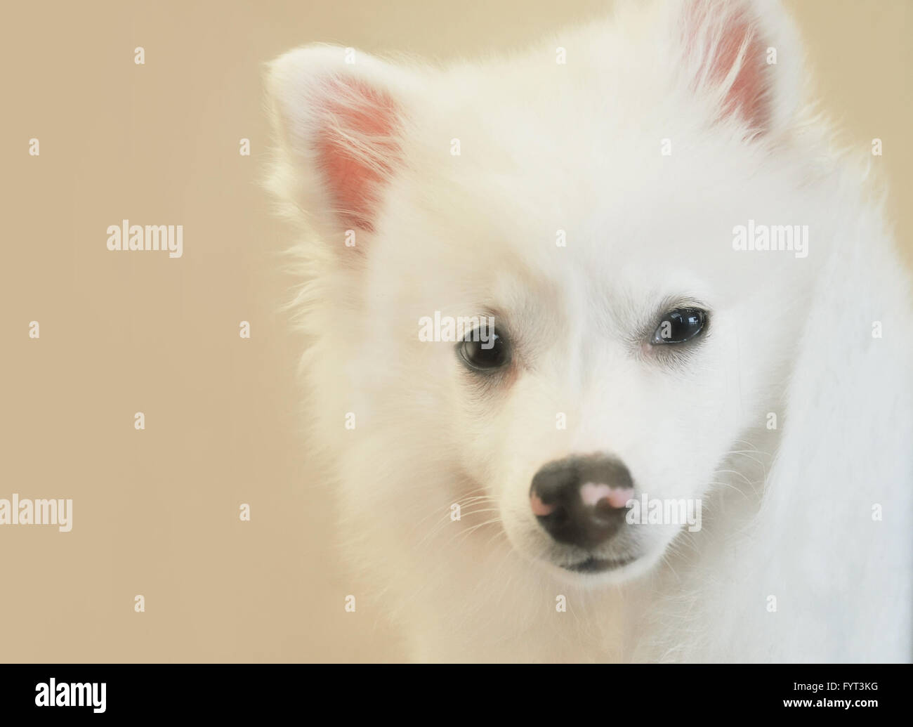Eine Nahaufnahme von einem weißen Amerika husky Hund zu züchten. Verwenden Sie es für ein Haustier oder Adoption-Konzept. Stockfoto