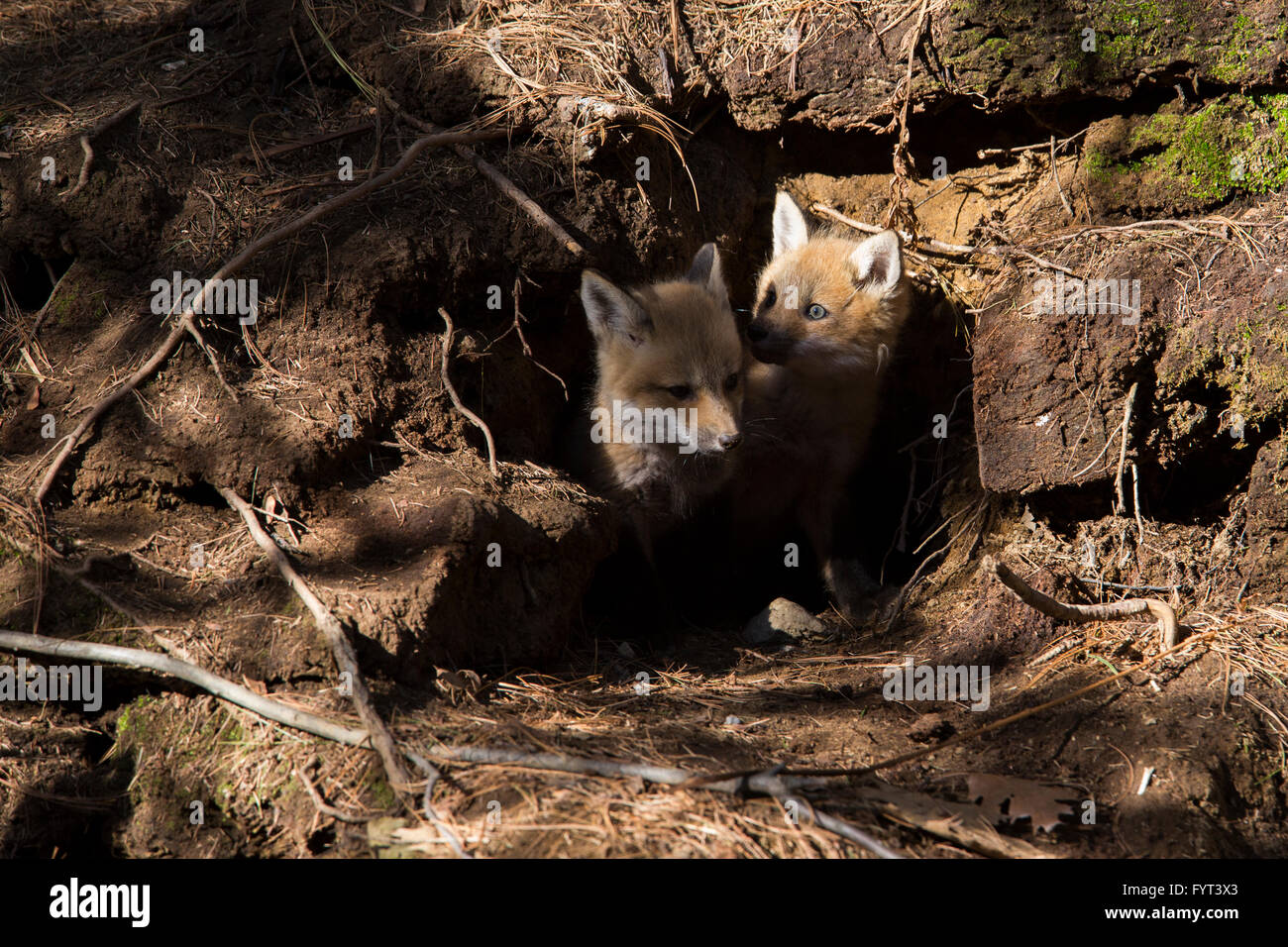 Rotfuchs-Familie im Frühjahr Stockfoto