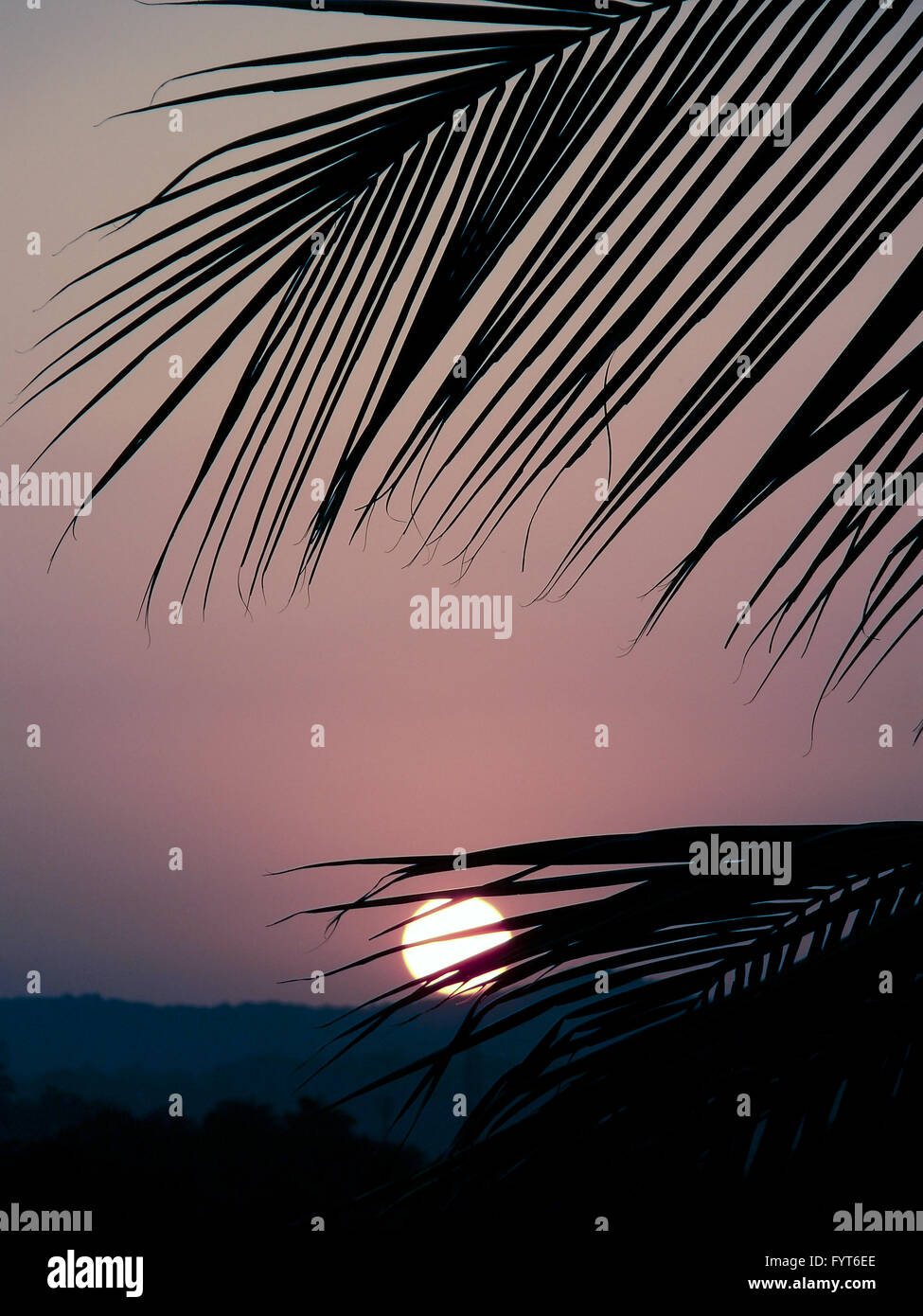 Sonnenuntergang gegen Palmwedel Stockfoto