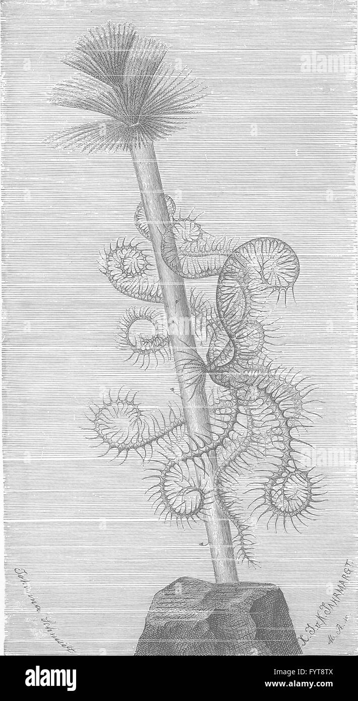 ECHINODERMATA: Rosy Feder-Star, Tube Sabella Wurm, antique print 1896 Stockfoto