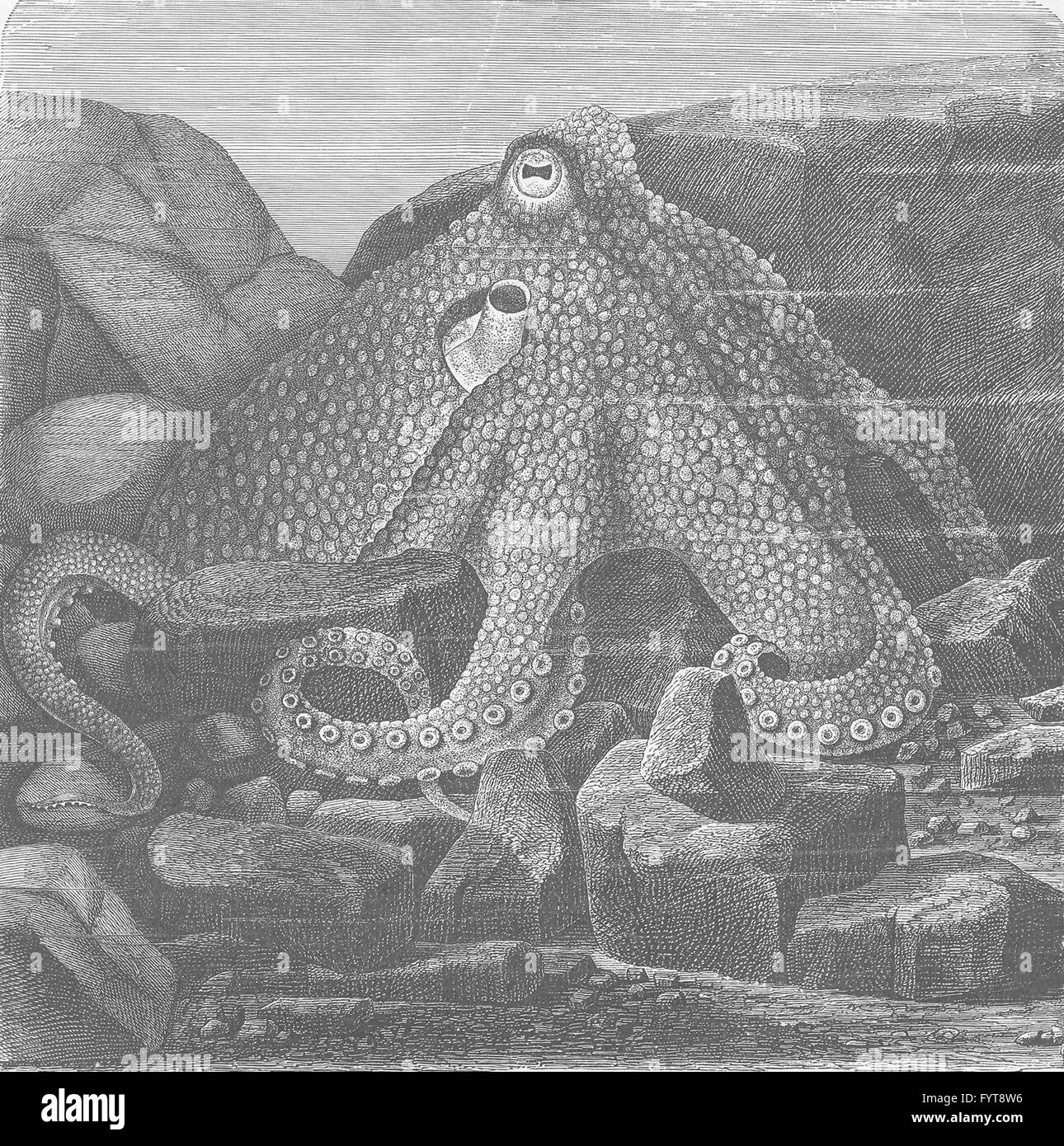 Weichtiere: Gemeinsame Oktopus, antiken Druck 1896 Stockfoto