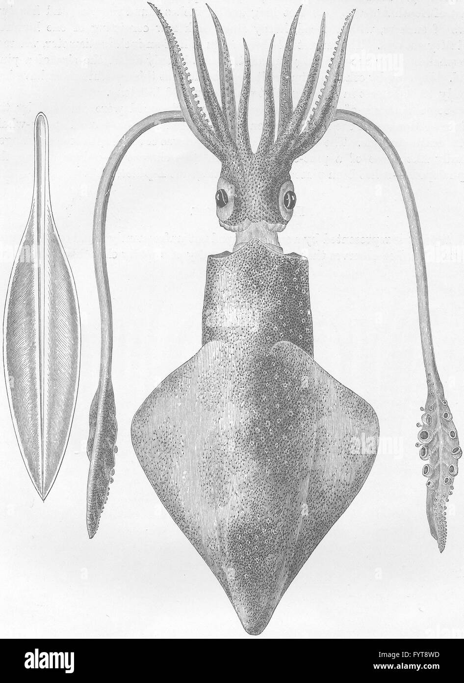 Weichtiere: Gemeinsame Tintenfisch, antique mit Stift, print 1896 Stockfoto