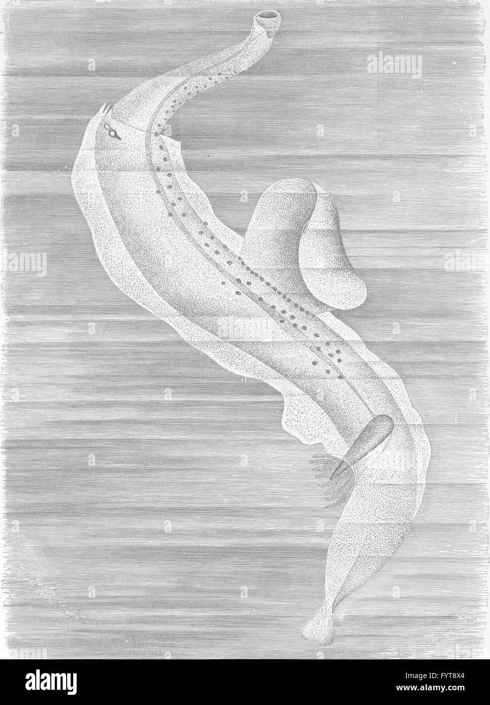 Weichtiere: Eine pelagische Heteropod, Pterotrachea, antique print 1896 Stockfoto