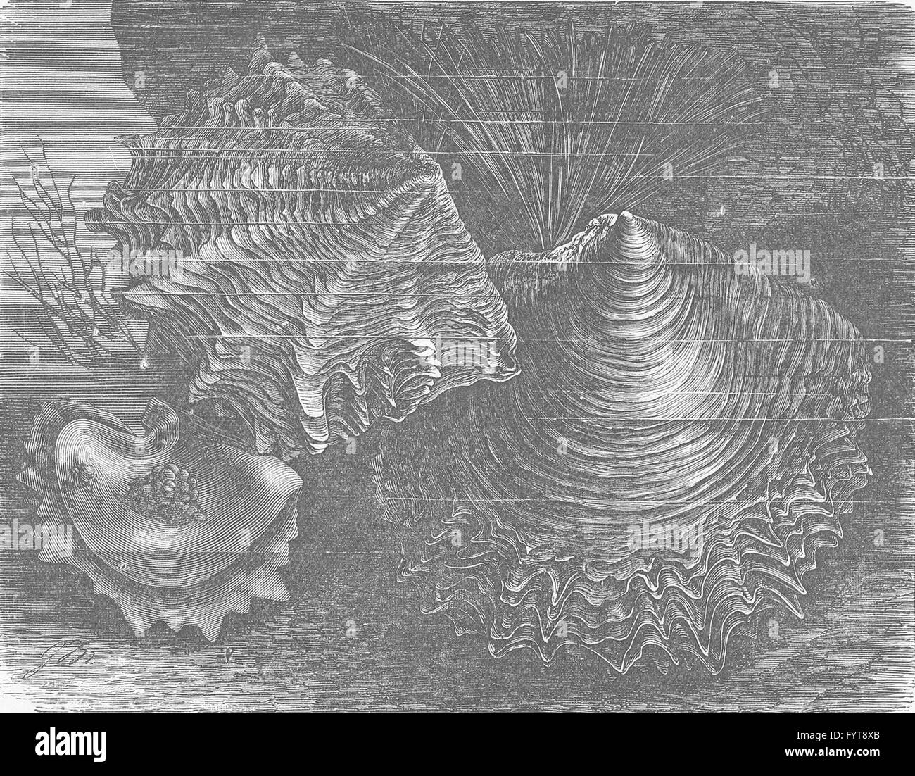 Weichtiere: Perlenaustern, antique print 1896 Stockfoto