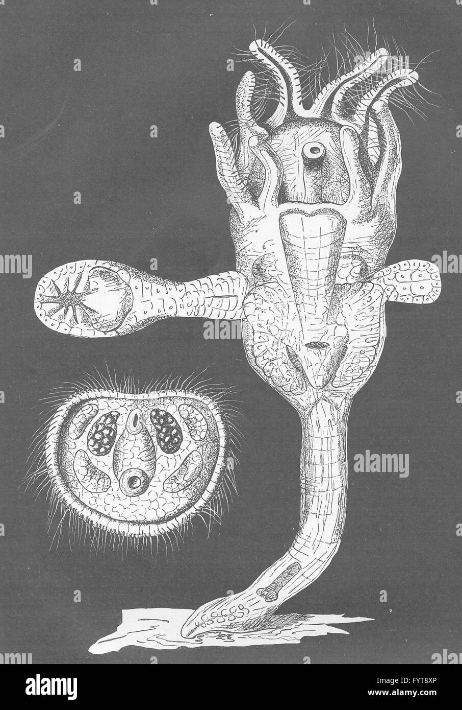 Tiere: Eine feste Moos-Tier (Loxosoma) mit seitlichen Knospen. Schwarm-Larve, 1896 Stockfoto