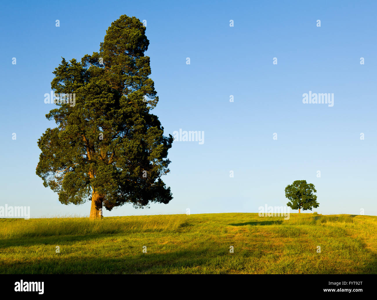 Großer Baum dominiert kleinen Baum am Hang Stockfoto