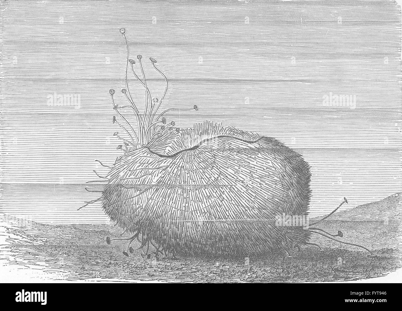 Fisch: Fiddle Herz-Seeigel, Bewegung über Sand, antike print 1896 Stockfoto