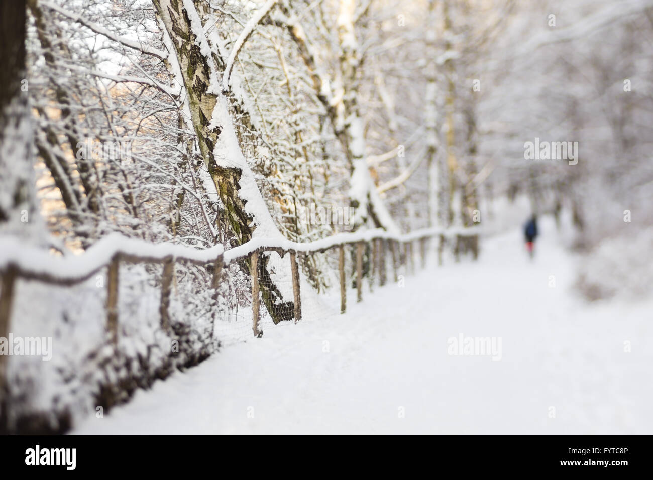 Wandern in einem Wald mit Schnee Stockfoto