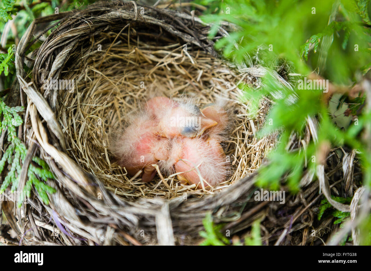 Ein Robin-Nest mit 2 neuen Jungtiere Stockfoto