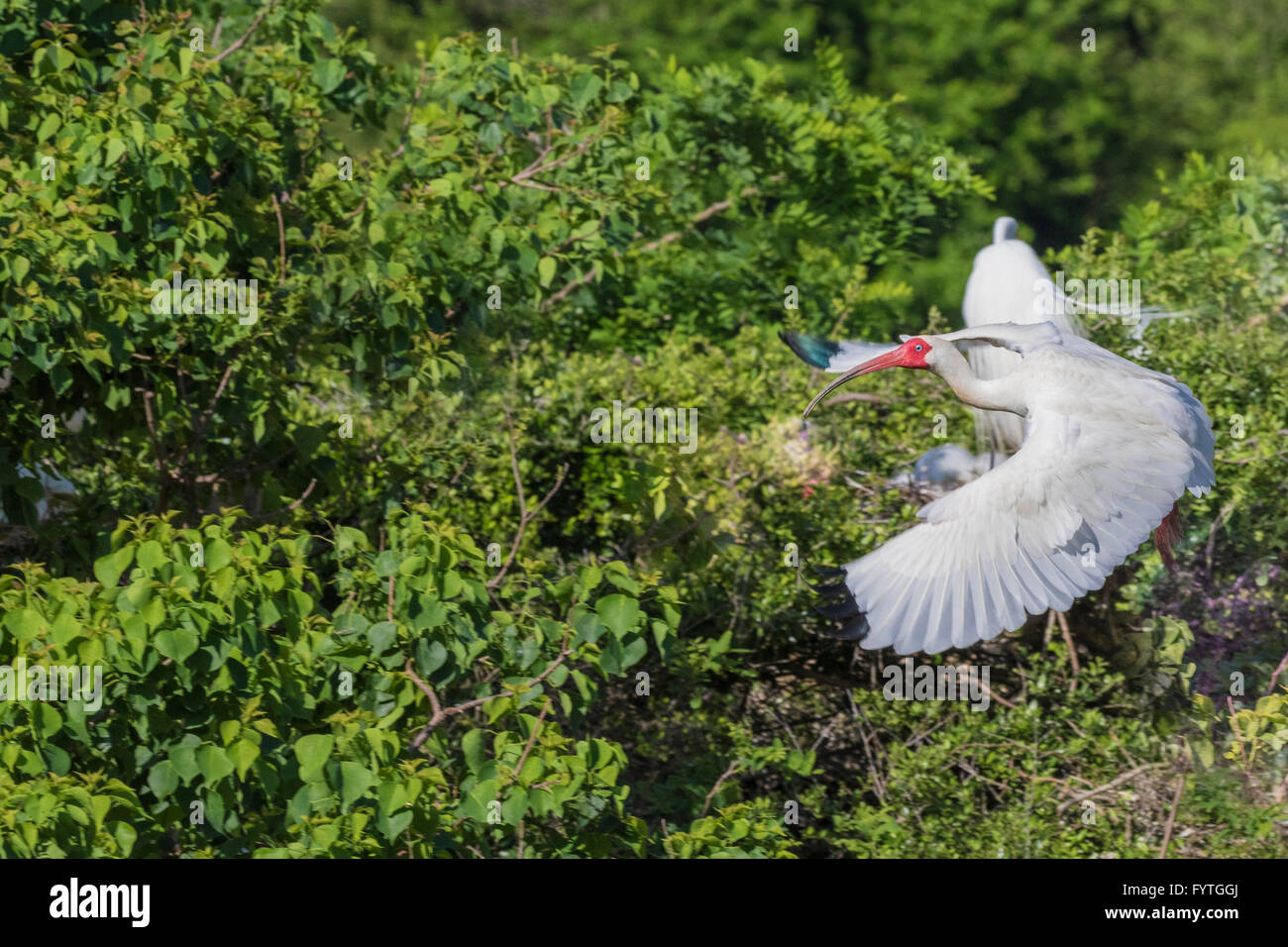 American White Ibis im Flug bei The Rookery Smith Oaks in High Island, Texas, während der Brutzeit. Stockfoto