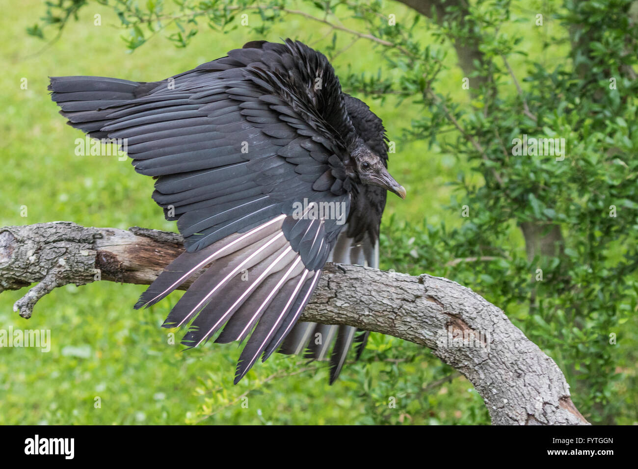 Ein schwarzer Geier mit Persönlichkeit, Igor ist ein Rettungsvogel rehabilitiert und für Bildung und Erhaltung Zwecke ausgebildet. Stockfoto