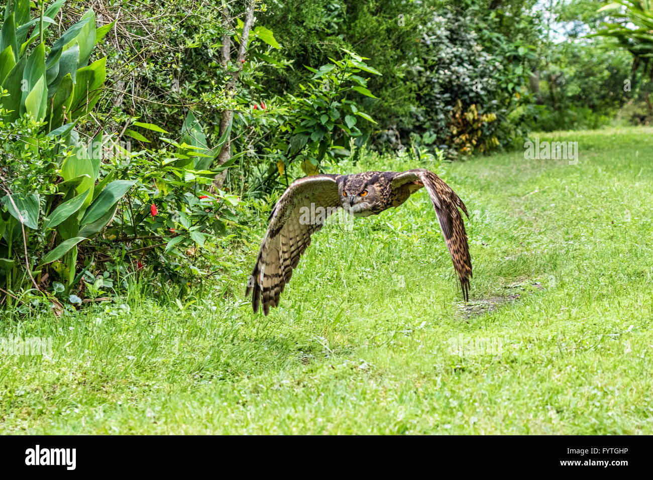 Eurasische Eule, ein Rettungsvogel, rehabilitiert und für Bildung und Erhaltung ausgebildet. Stockfoto