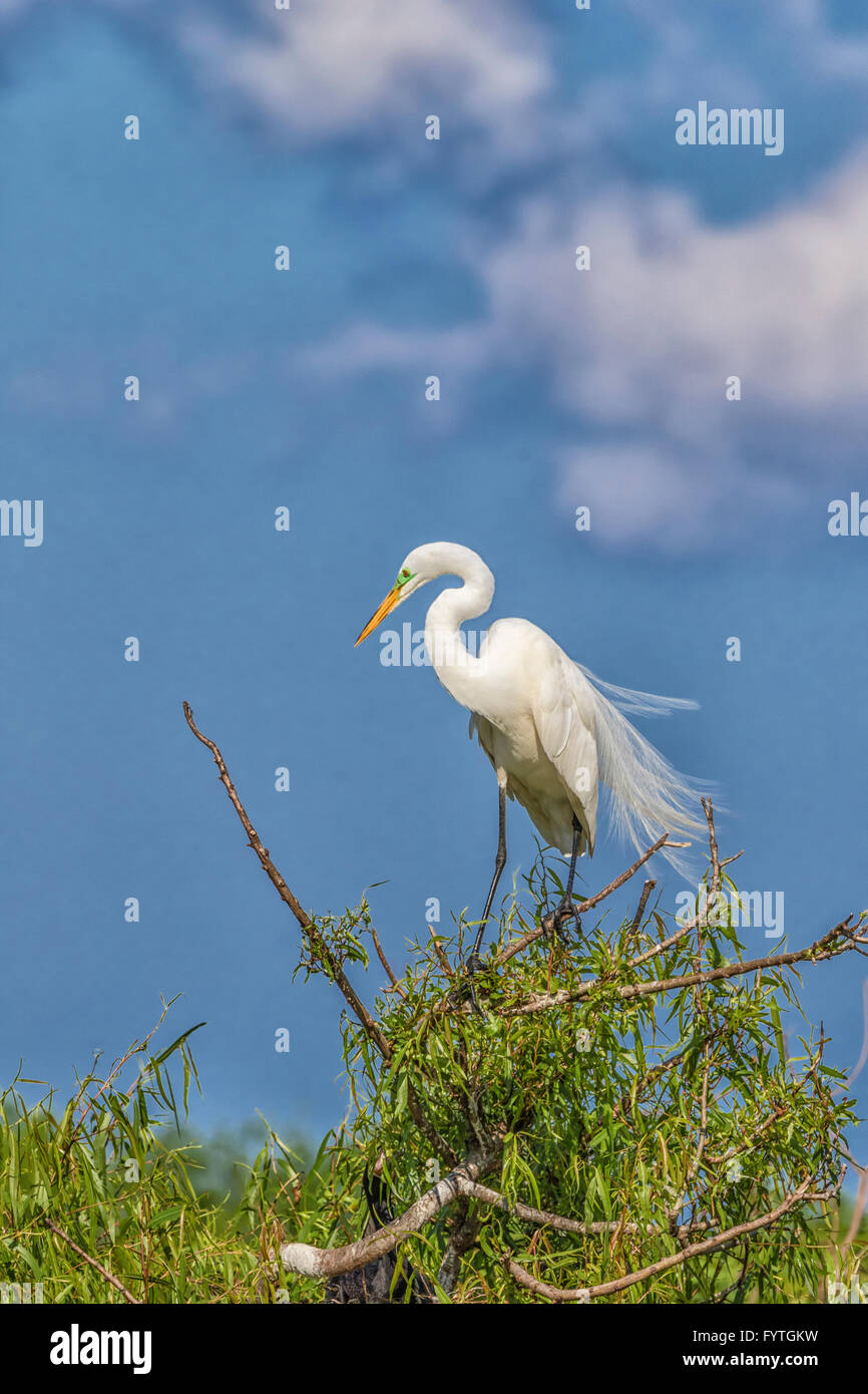 Silberreiher am The Rookery Smith Oaks in High Island, Texas, während der Brutzeit. Stockfoto