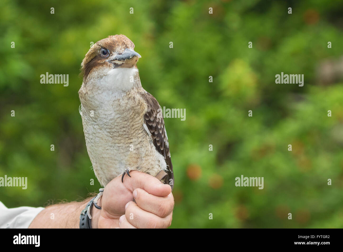 Ausgebildete Laughing Kookaburra, der größte Vogel der Kingfisher-Familie setzt auf eine Show. Rettung Vogel ist rehabilitiert. Stockfoto