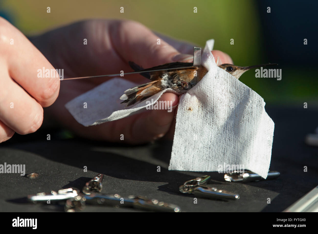 Freiwillige Wissenschaftlern und Naturschützern überwachen wandernden Rufous Kolibris (Selasphorus Rufus) als Teil des Kolibri Monitoring Network.  Vögel im Alter, geschlechtlich, gewogen und markiert an einer Streifenbildung Station in Pfeifente Marsh Park Reserve, Brite/Britin Co Stockfoto