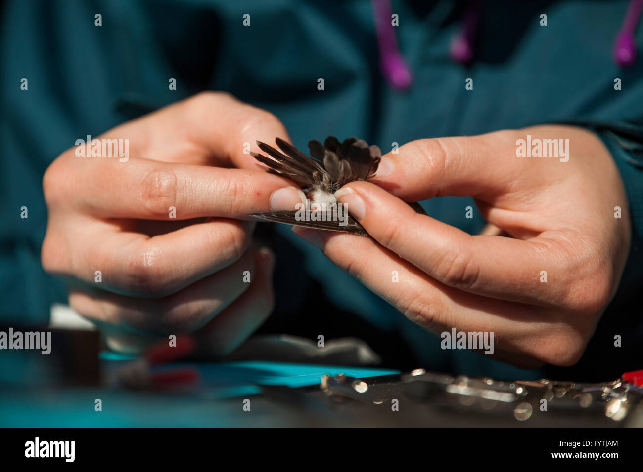 Freiwillige Wissenschaftlern und Naturschützern überwachen wandernden Rufous Kolibris (Selasphorus Rufus) als Teil des Kolibri Monitoring Network.  Vögel im Alter, geschlechtlich, gewogen und markiert an einer Streifenbildung Station in Pfeifente Marsh Park Reserve, Brite/Britin Co Stockfoto