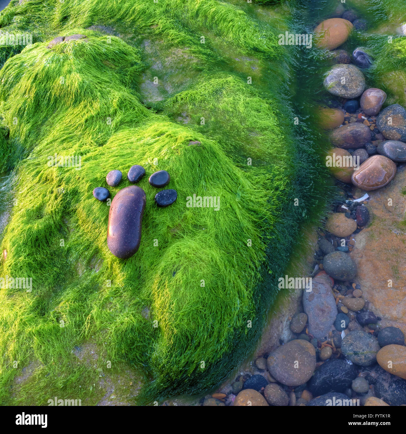Einsame Fuß mit Kiesel auf grüne Algen Hintergrund, erstaunlich Konzept auf Alge Surface, Kunst-Produkt am Meer Stockfoto