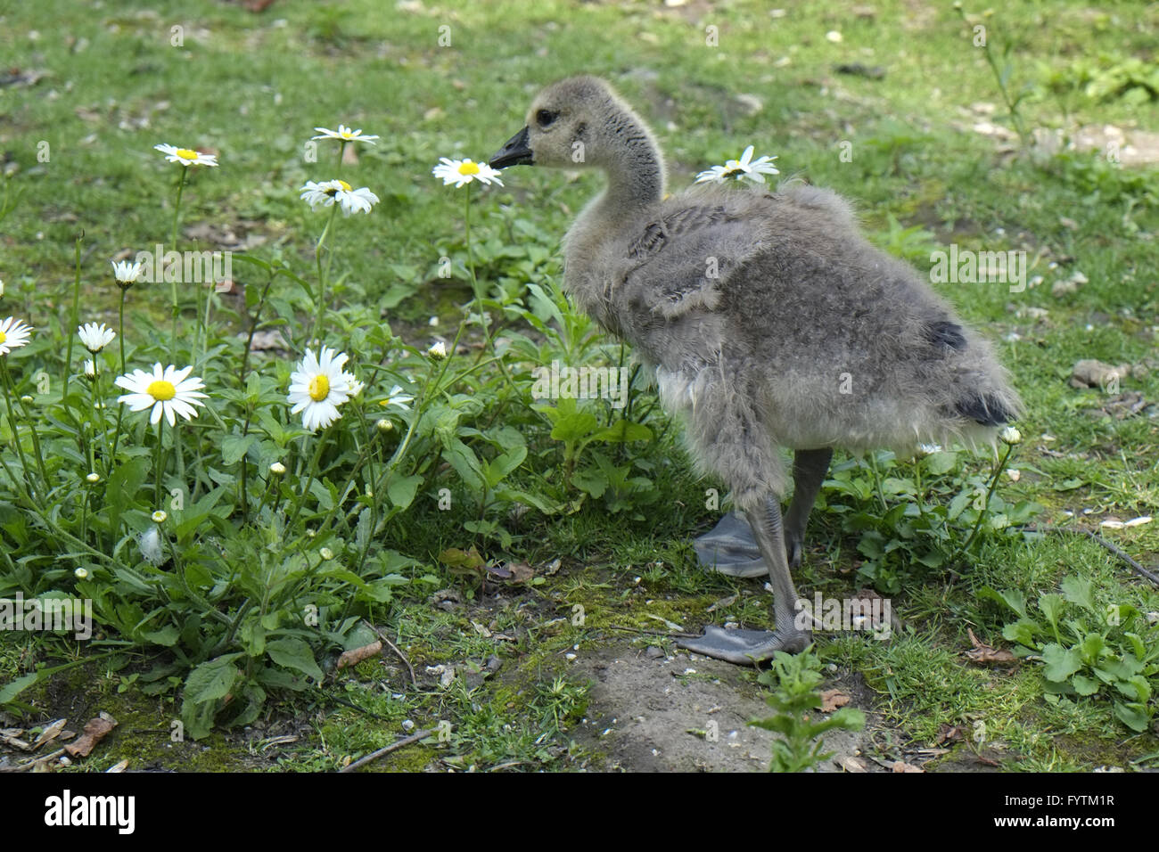 Kanada-Gans Stockfoto