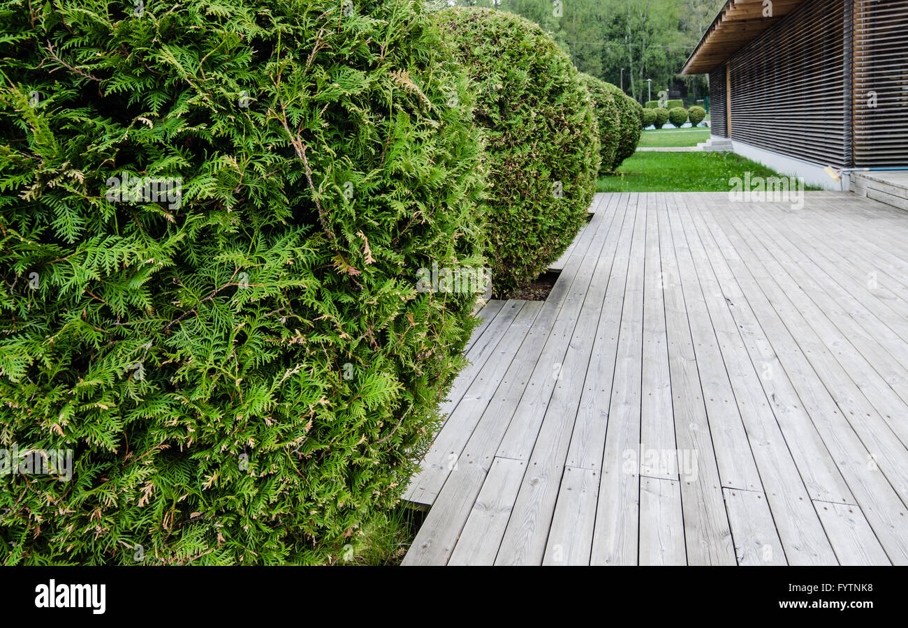 Holzterrasse und Thuja, Nahaufnahme Stockfoto