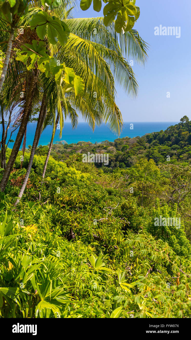 Die Halbinsel OSA, COSTA RICA - Palm Bäume, Regenwald und Pazifischen Ozean. Stockfoto