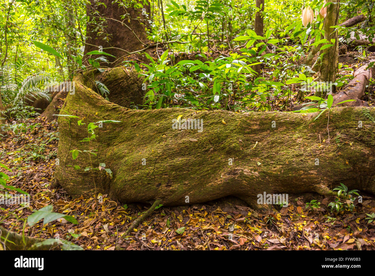 Die Halbinsel OSA, COSTA RICA - Massive Baumwurzel im Regenwald. Stockfoto