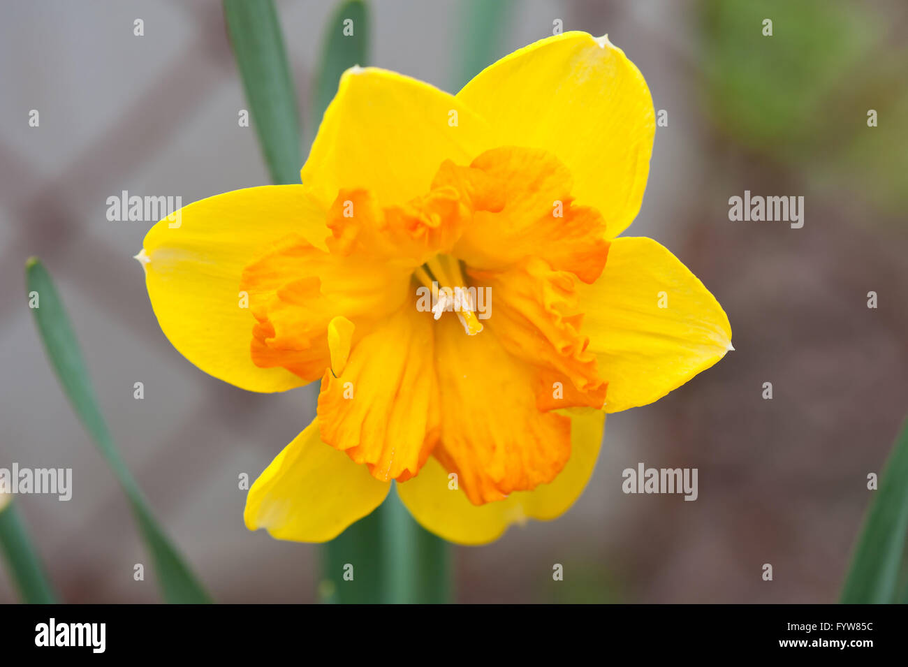 Narzisse gelbe Blume Makro, Jonquil Frühlingsblume wächst im eigenen Hinterhof, blühenden Narzissen im April Vorfrühling Stockfoto