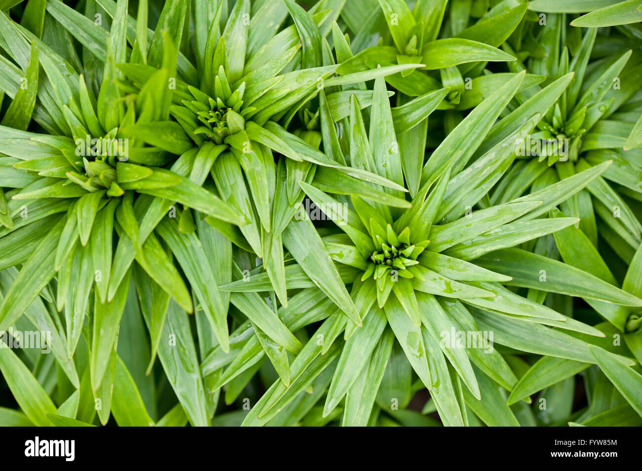 Lily leaves Fotos und Bildmaterial in hoher Auflösung Alamy