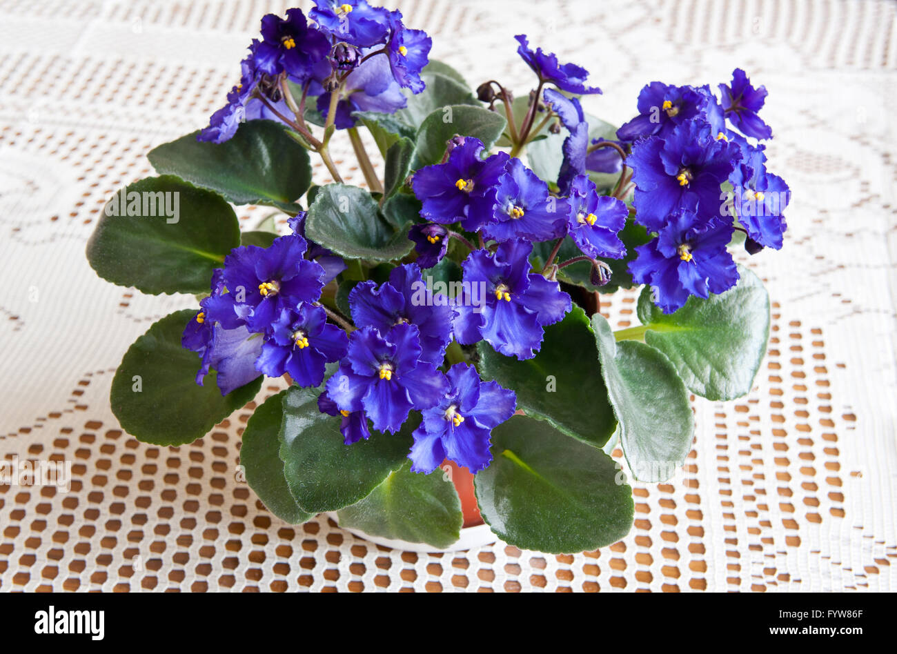Lila African Violet, Saintpaulia Ionantha blühende Pflanze in der Familie der Gesneriengewächse, Haushalt Pflanze Haufen Blume blühen Stockfoto