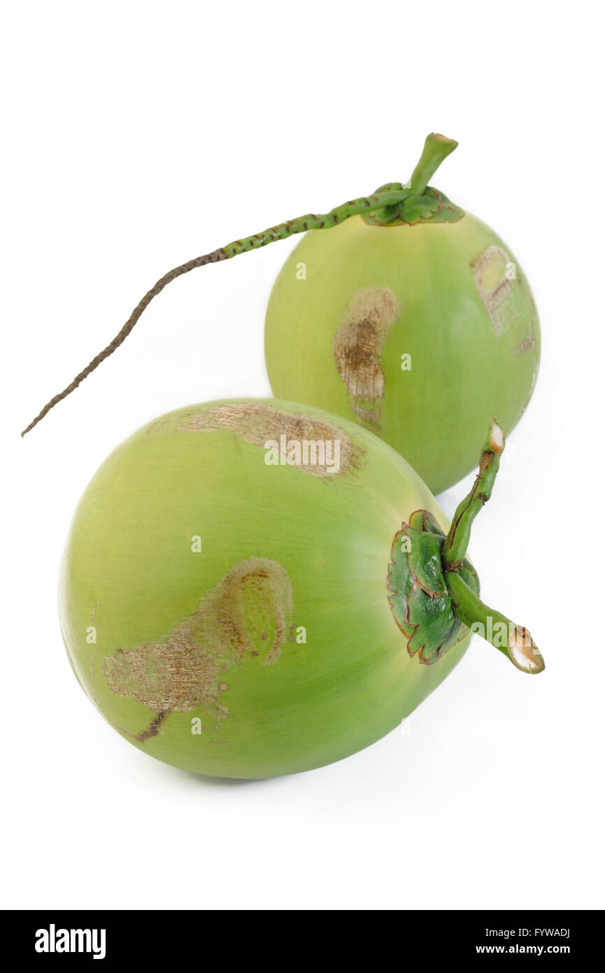 frische junge Kokosnuss auf weißem Hintergrund Stockfoto