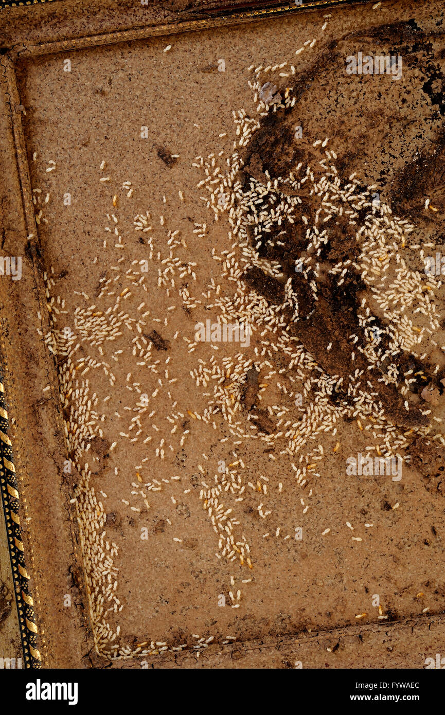 Termiten im Rahmen Stockfoto