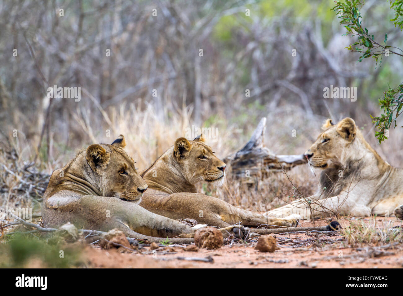 Löwen Kruger Nationalpark, Südafrika; Spezies Panthera Leo Familie felidae Stockfoto