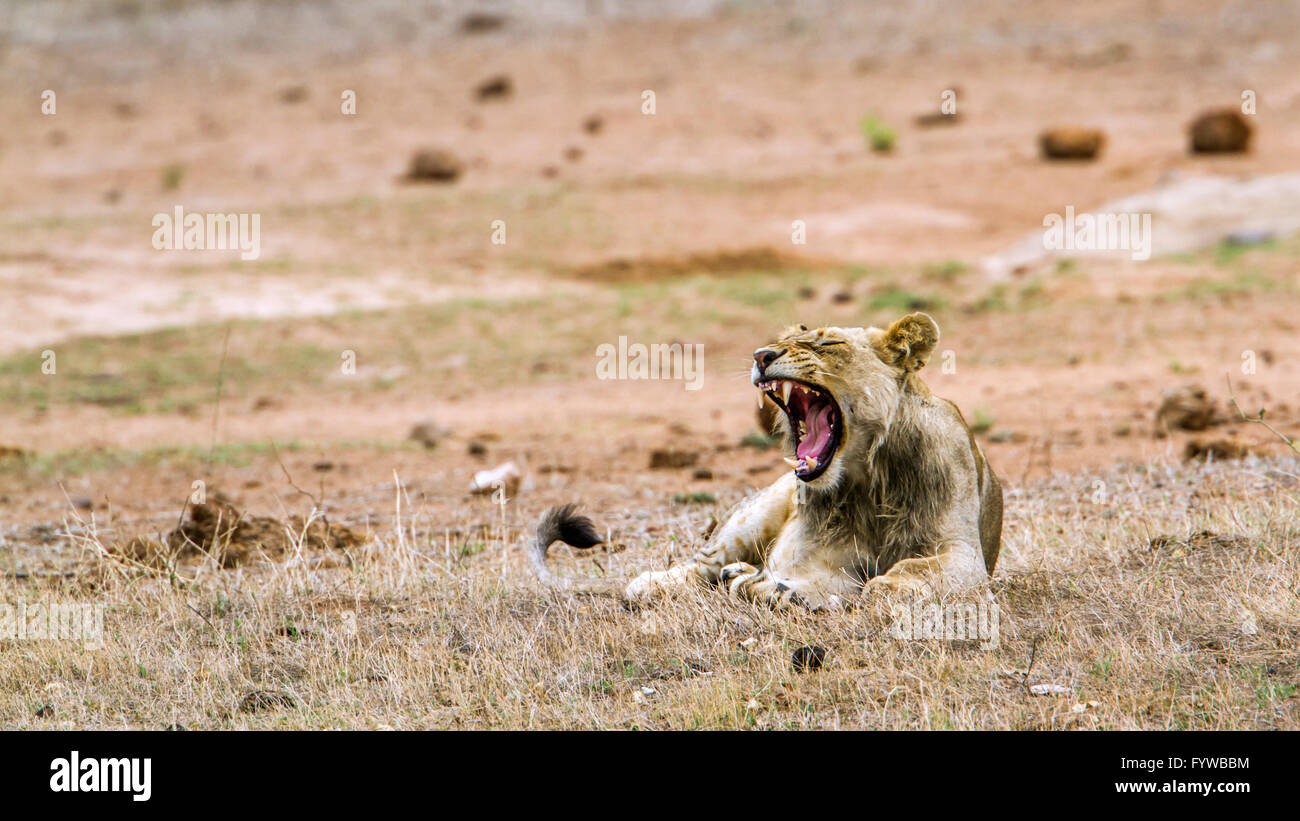 Löwen Kruger Nationalpark, Südafrika; Spezies Panthera Leo Familie felidae Stockfoto