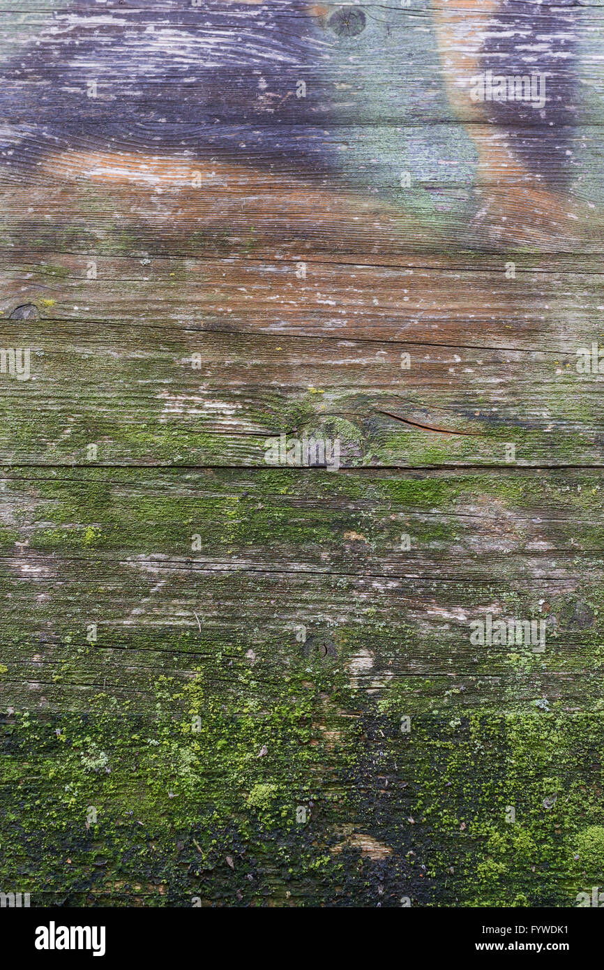 Moos und Schimmel Stockfoto