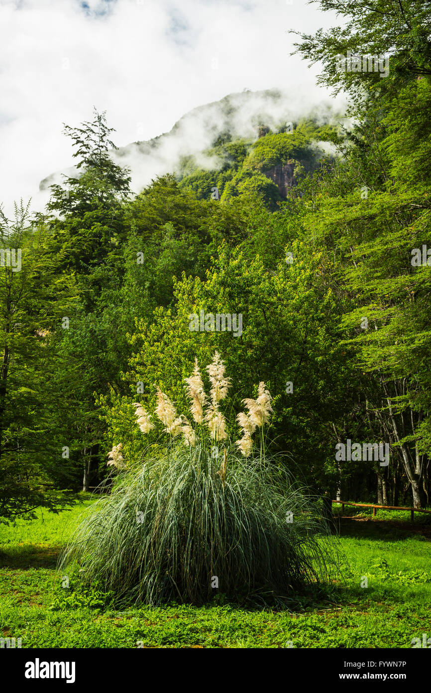 Dekorative Gräser in den Rio Simpson Nationalreservat, Chile, Südamerika. Stockfoto