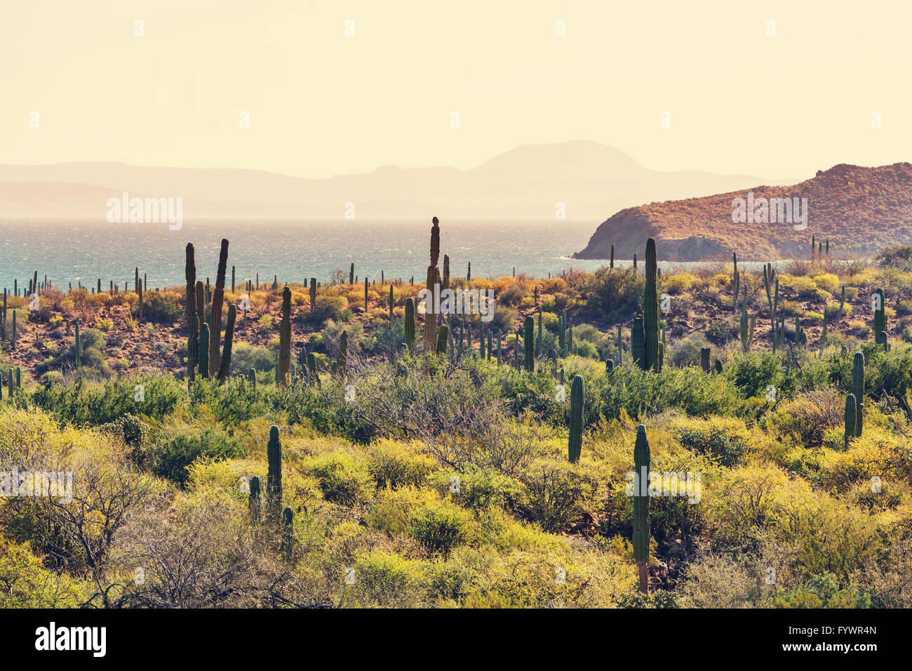 Mexikanische Küste Stockfoto
