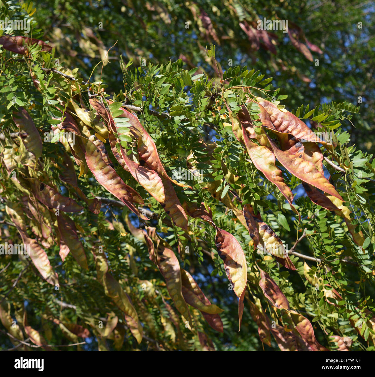 Pod the acacia Fotos und Bildmaterial in hoher Auflösung Alamy