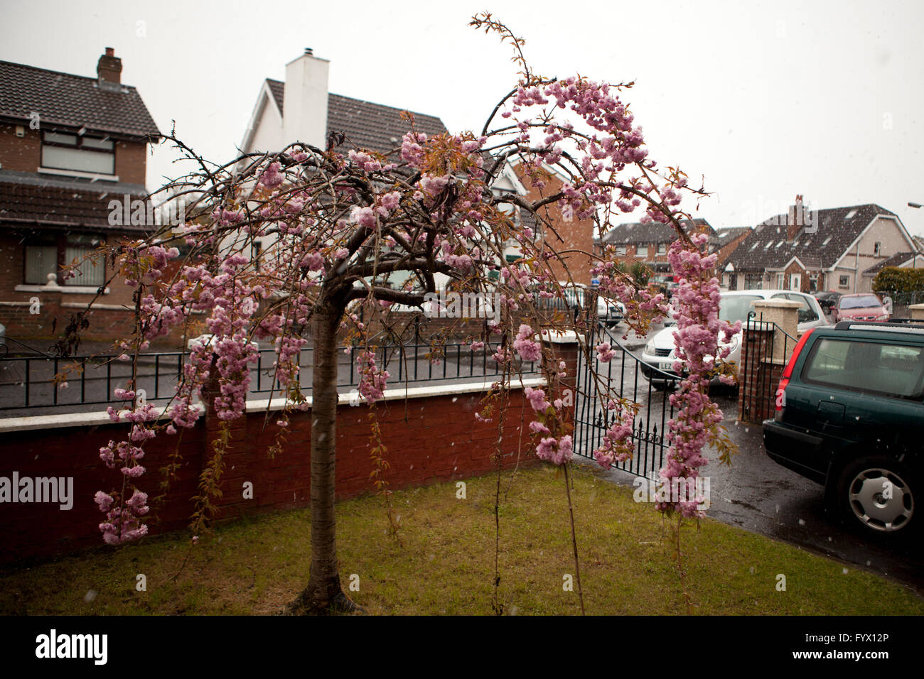 Rosgoill Park, Belfast, UK. 28. April 2016. Ein leichtes Schneegestöber fällt auf Kirschbaum in einem Garten in Belfast Credit: Bonzo/Alamy Live News Stockfoto