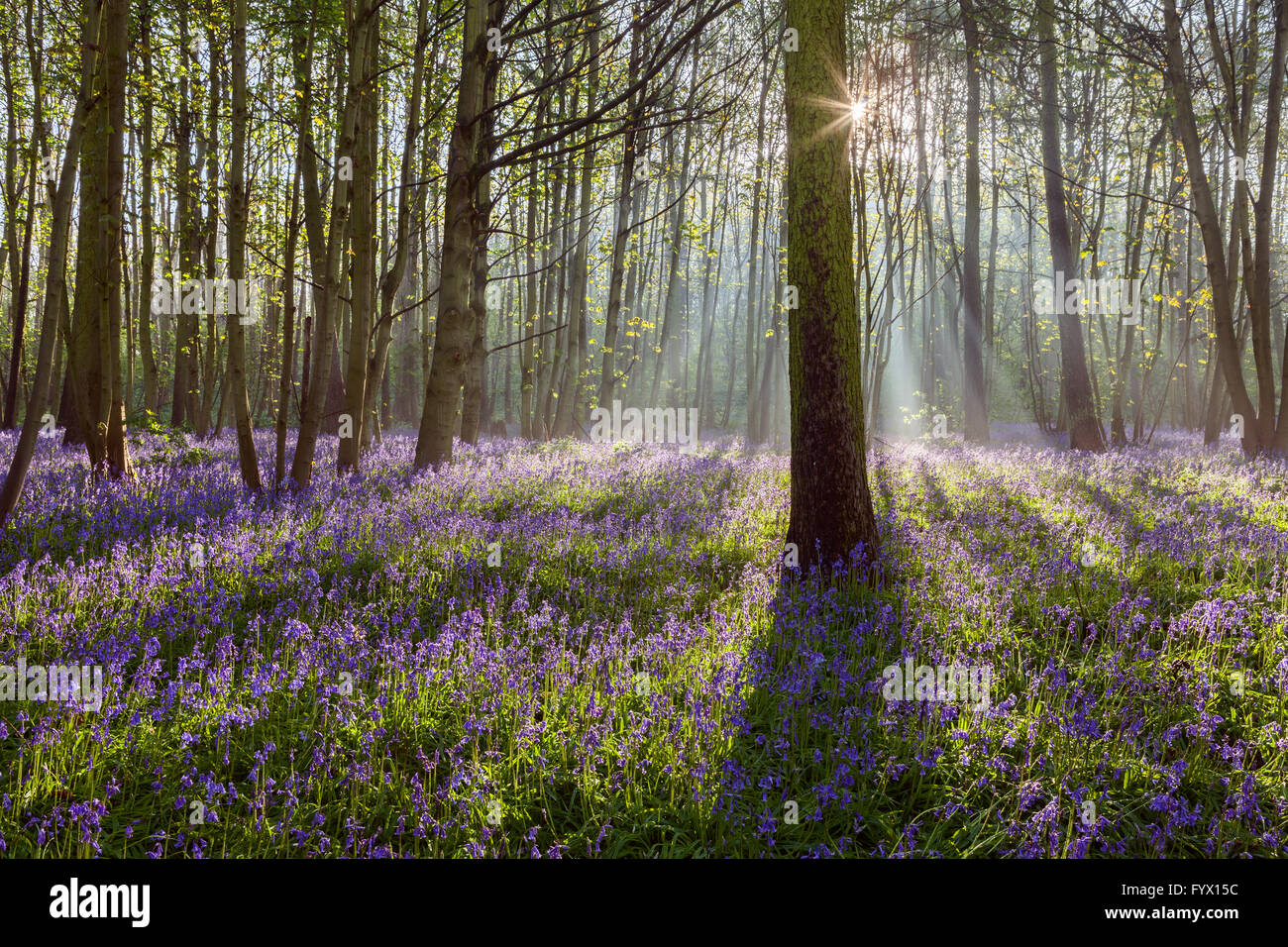 Scunthorpe, North Lincolnshire, UK. 28. April 2016. Glockenblumen in Brumby Wood, Scunthorpe, an einem sonnigen Frühlingsmorgen. Bildnachweis: LEE BEEL/Alamy Live-Nachrichten Stockfoto