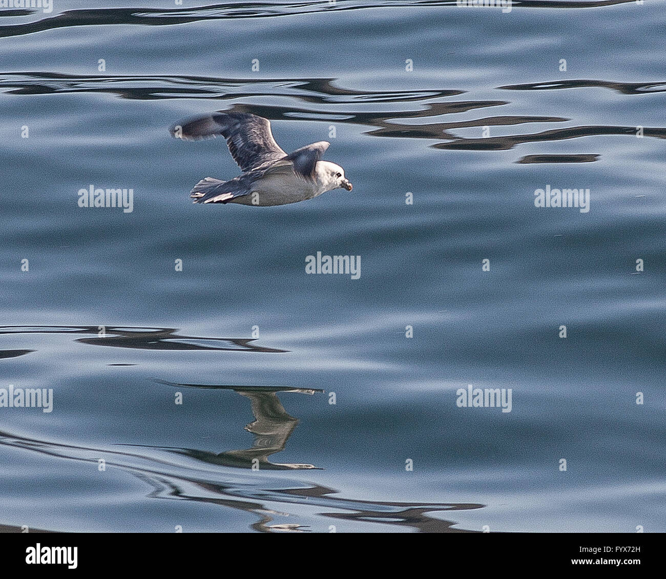 3. August 2015 - steigt A Northern Fulmar (Fulmarus Cyclopoida) über dem Atlantischen Ozean im Westman-Archipel (Vestmannaeyjar), vor der Süd Küste von Island, nahe der Insel Heimaey. Abhängig von der Fischerei-Industrie, aber für die Vogelbeobachtung, ist der Tourismus ein wachsender Sektor der Wirtschaft mit Island immer ein beliebtes Touristenziel geworden. © Arnold Drapkin/ZUMA Draht/Alamy Live-Nachrichten Stockfoto