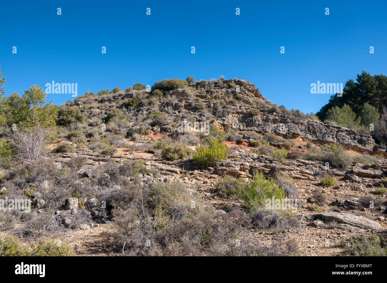 Mediterrane Strauchvegetation über Kalke und Sandsteine mit Esparto, Lavendel, Rosmarin, Kermes-Eiche, Wacholder usw.. Stockfoto